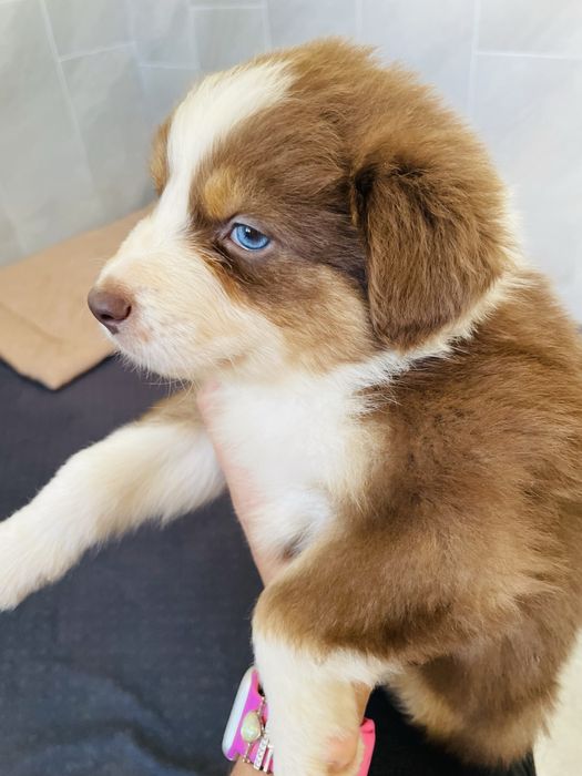 Pastor australiano com olhos azuis
