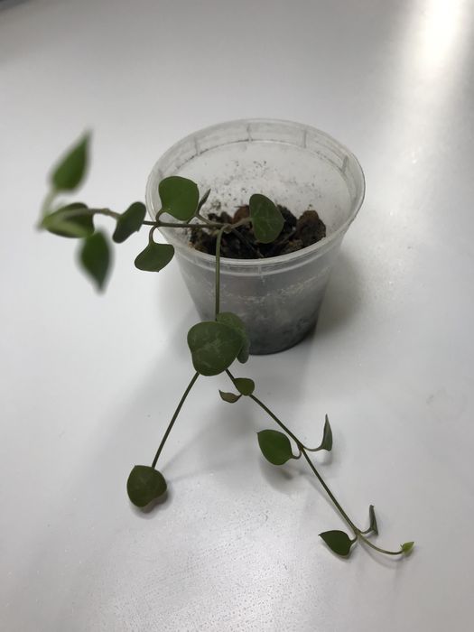 Церопегия Вудда и зеленая