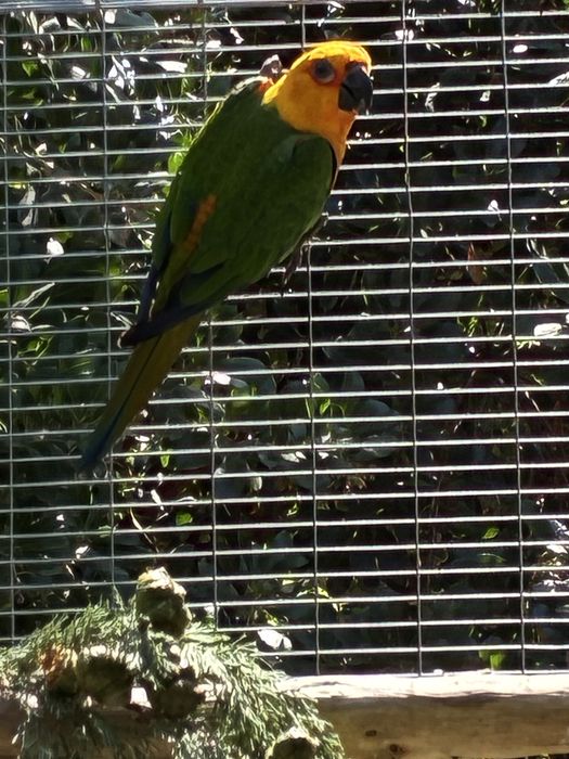 Aratinga jandaya