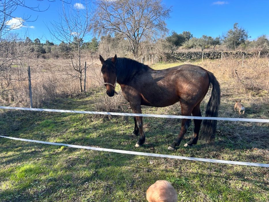 Cavalo lusitano