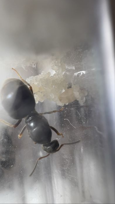 Lasius niger Q + potomstwo  DOSTAWA GRATIS