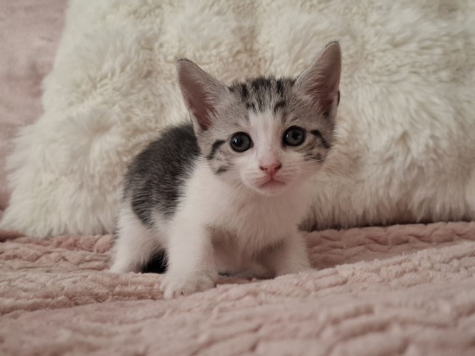 Кошенята в люблячі руки