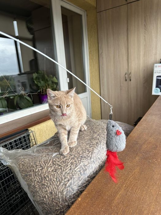 Кошеня котик ручний лагідний шукає дім