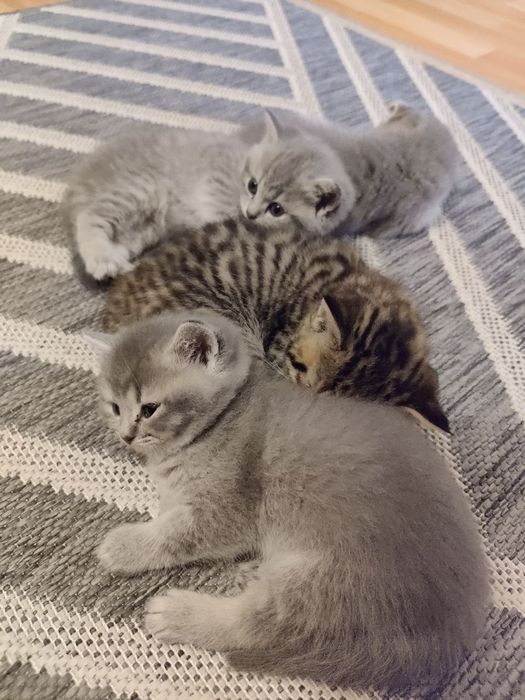 Британські кошенята
