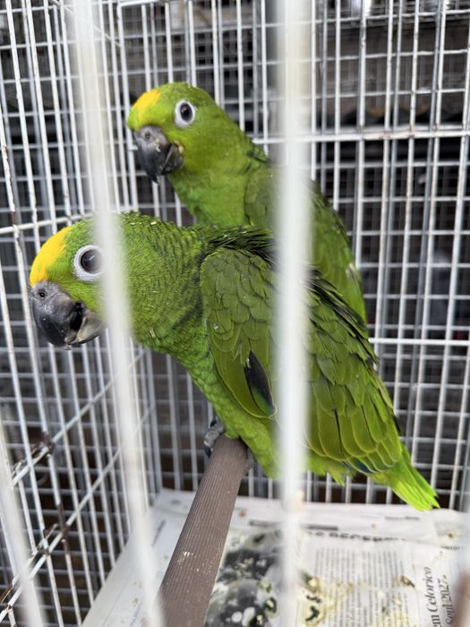 Papagaio amazonas acrocephalo criados a mao muito meigos