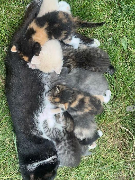 Відам котиків в добрі руки