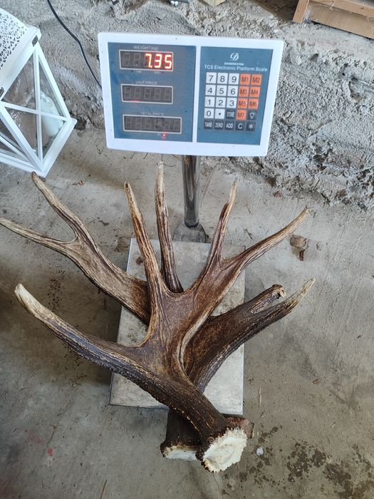 Poroże łosia zrzuty.