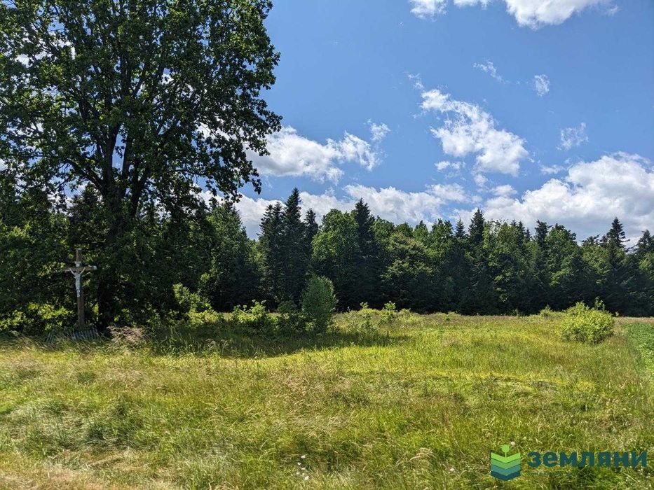 Продаж ділянки із виходом у ліс с. Нова Гута 45.5 сот (8)