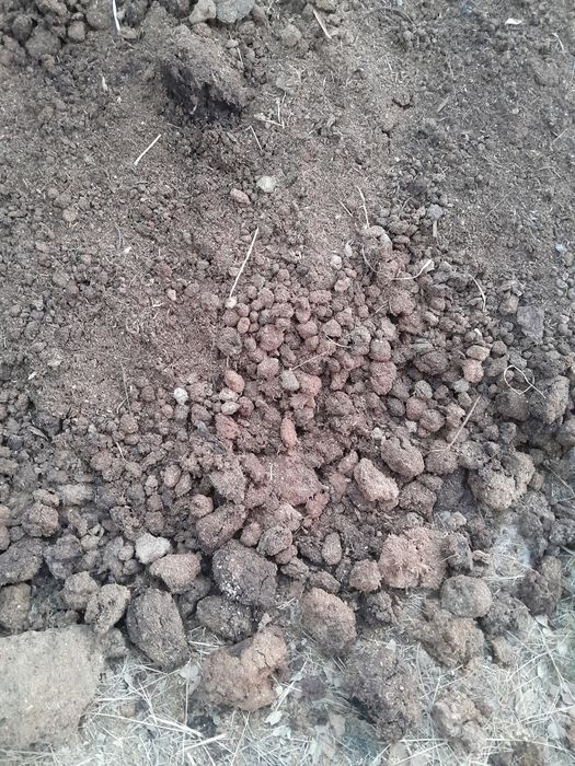 Estrume biologico de cavalos sem químicos