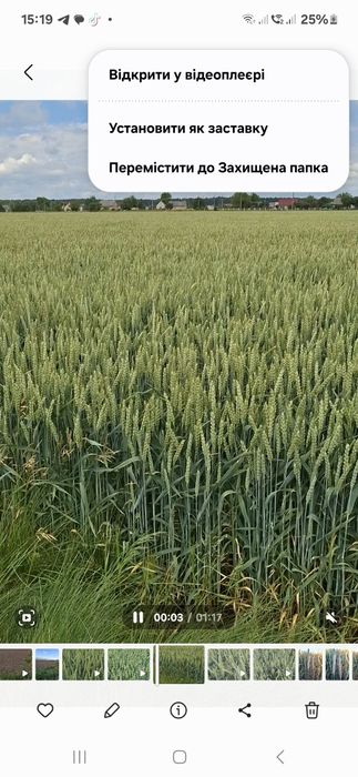 Продам зерно пшениці 9 гр.