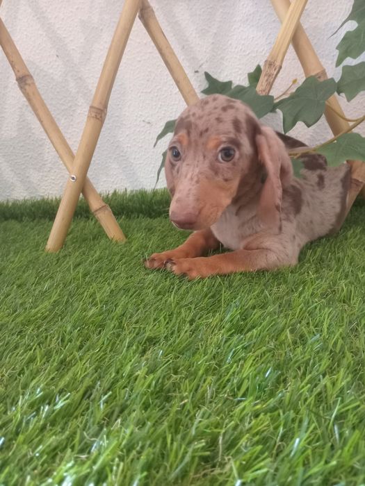 Excelente femea miniatura pêlo curto