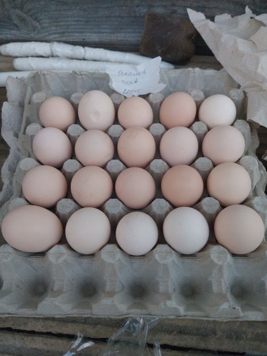 Інкубаційні яйця в домашніх птахів.