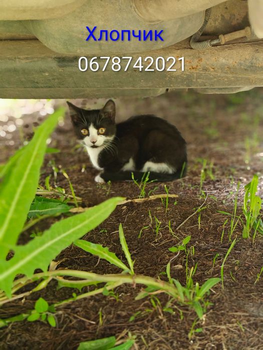Шукають родини кошенята 3 місяці