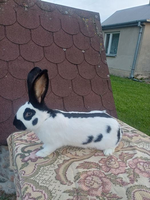 Srokacze Niemieckie -Samiec
