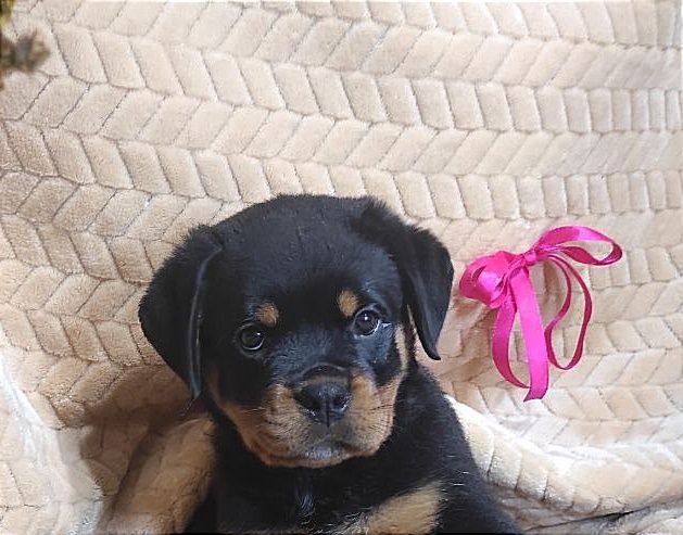 Готові до переїзду