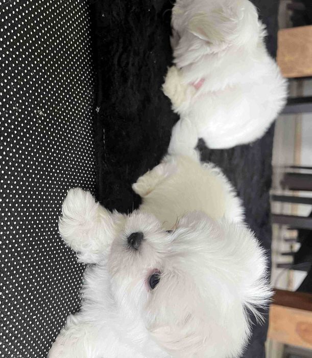 Szczeniaczki rasy Maltańczyk p. ZkWP