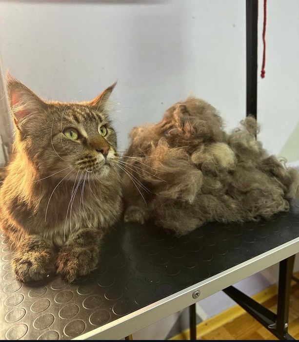 Стрижка собак та котів