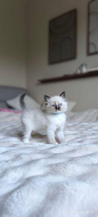 Ragdoll piękny kocurek