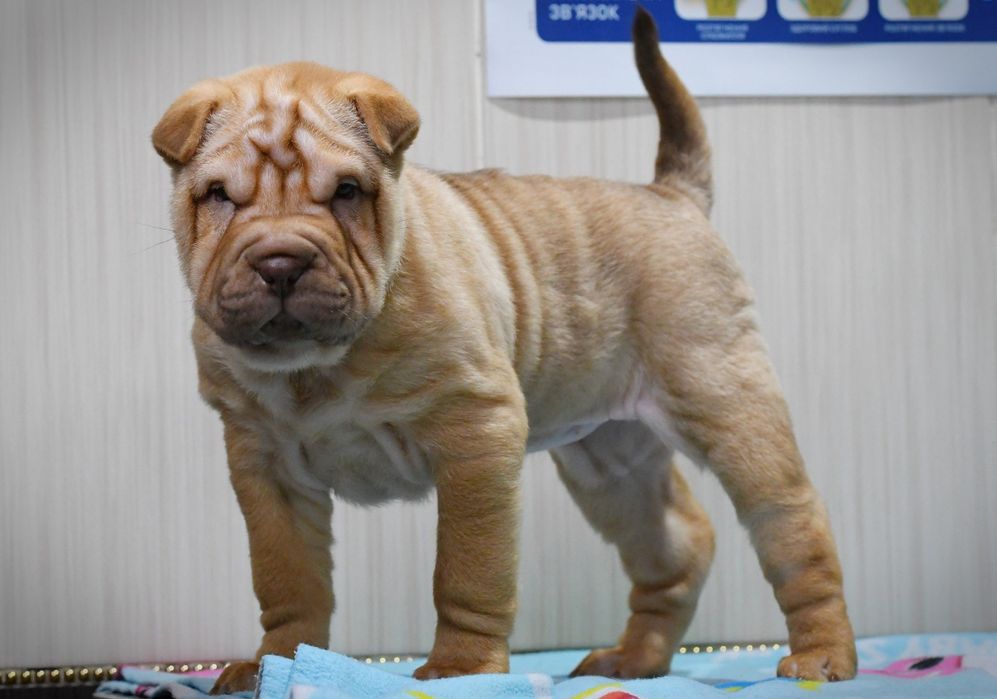 Продаються цуцики породи Шарпей