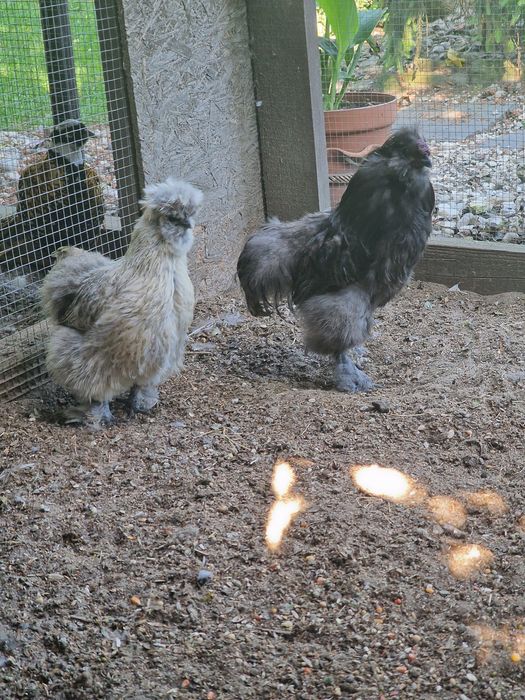 Silki jedwabiste ayam cemani kury i kogutyy