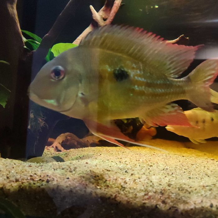 Ziemiojad Winemilleri Geophagus ok. 20cm