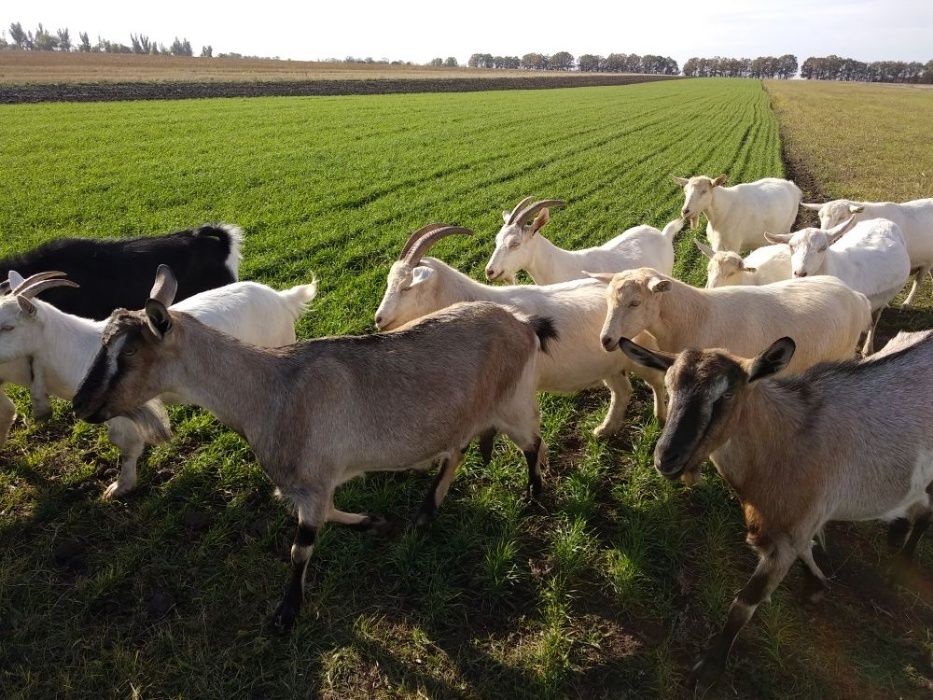 Срочно  продаётся стадо дойных коз