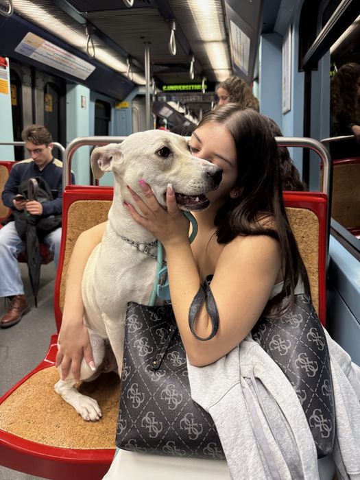 Adoção responsável