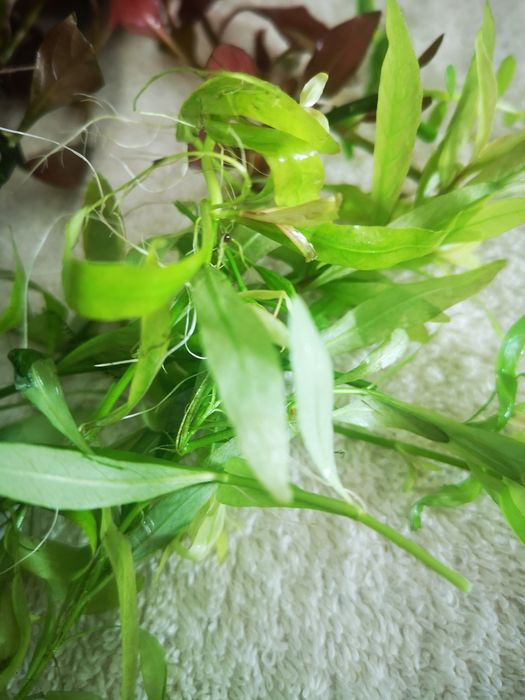 Plantas Aquário - 20 pés Podas de Aquário