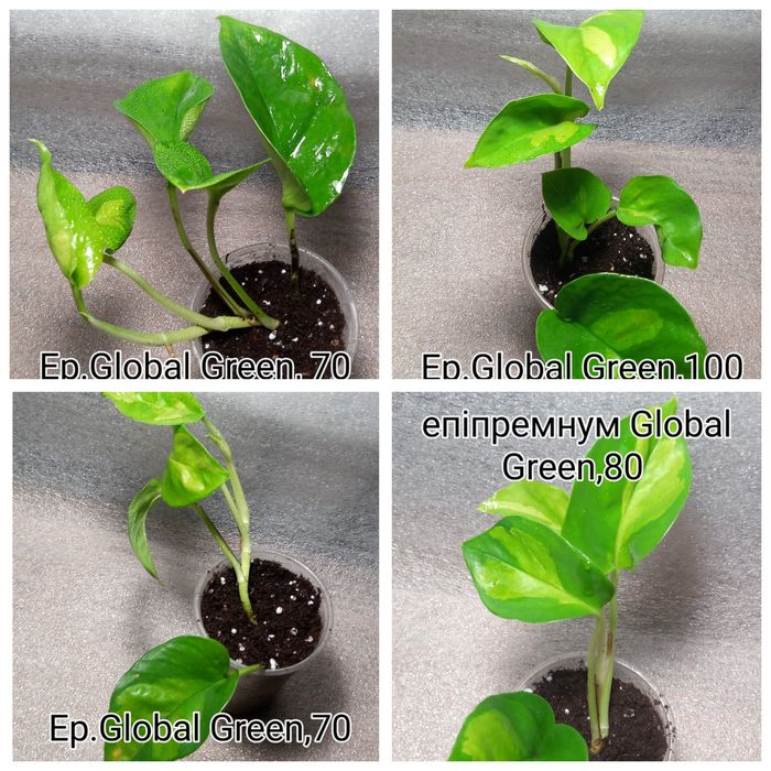 Епіпремнум,сциндапсус,монстера,філодендрон
