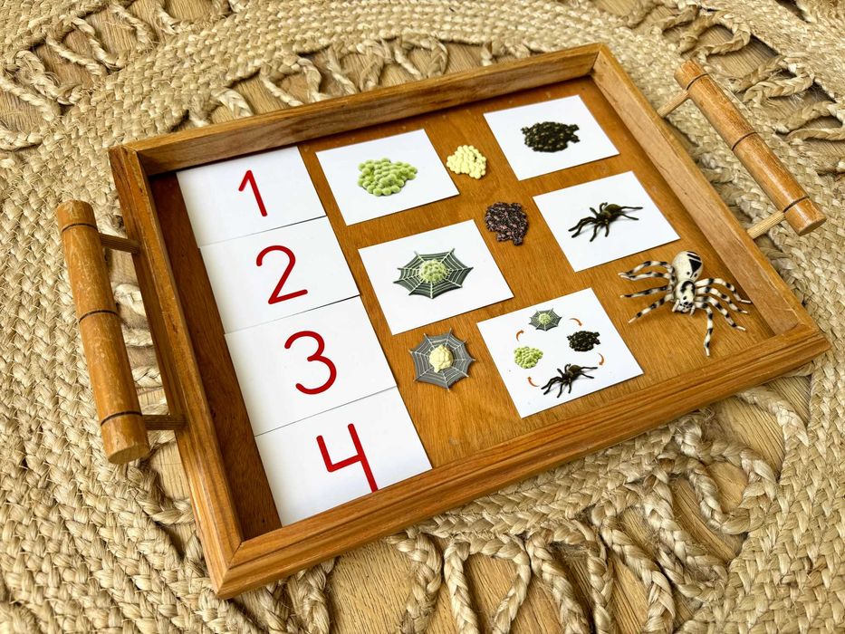 Ciclo de Vida - Aranha - Montessori