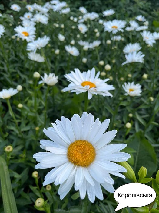 Ромашка Королівська великоквіткова