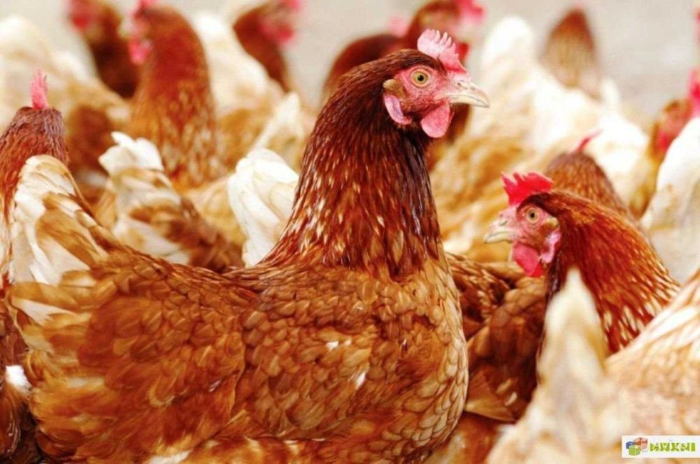 кури породи і Ломан,- Браун. -250 грн