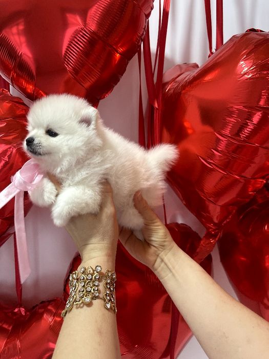 Померанські шпіци  любов без кордонів