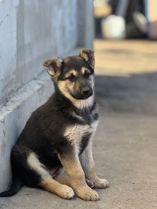 Віддам цуценят у добрі та турботливі руки