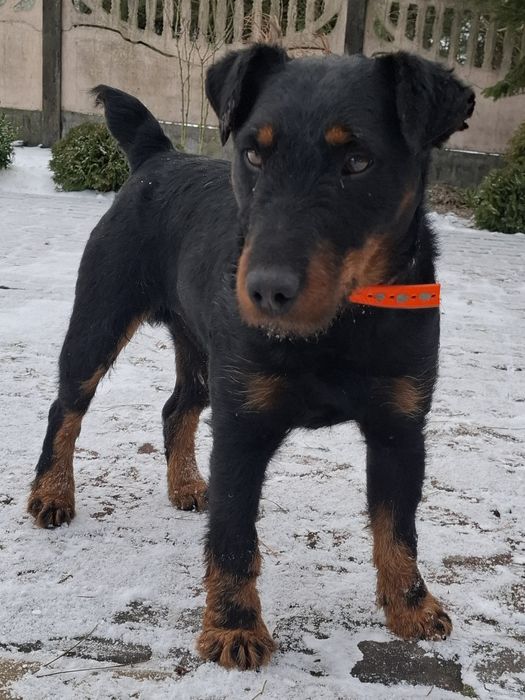 Terier Niemiecki  Jagdterier