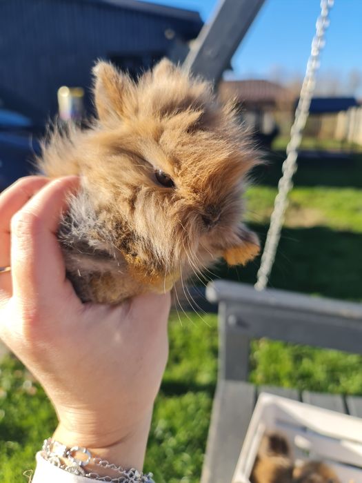 Króliczki Karzełki teddy