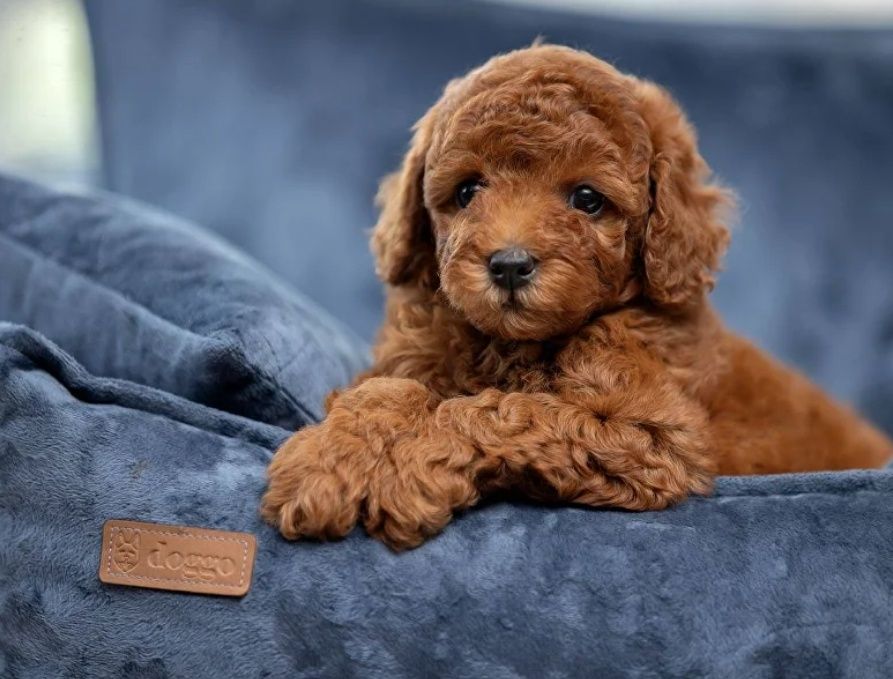 Неймовірний красень той пудель