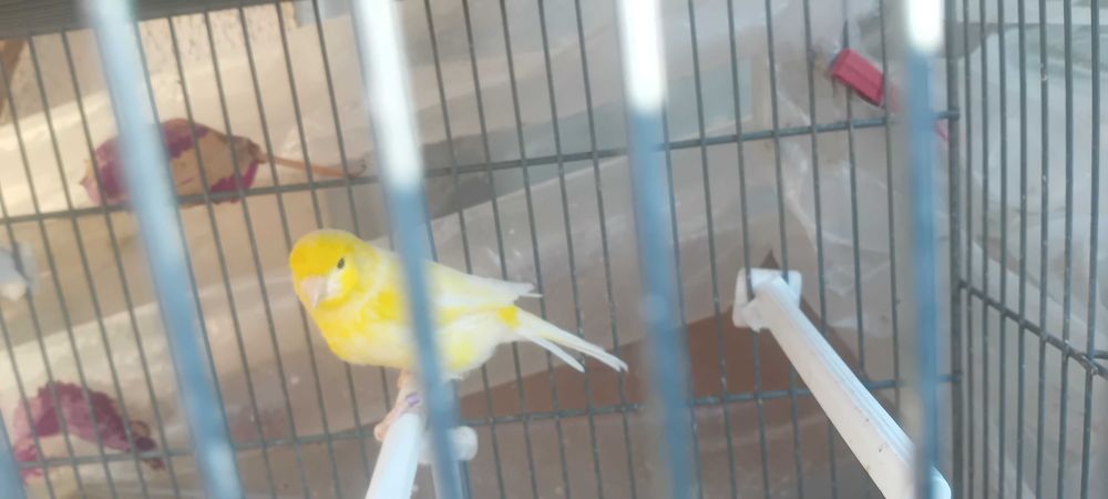 Vendo canarios do ano passado