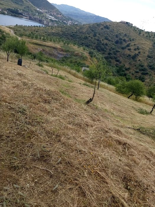 Terreno rústico no Douro