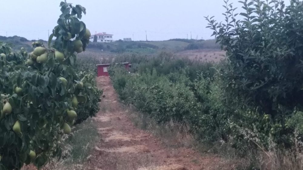 Quinta  Vimeiro, terreno com pomar 250mil/€