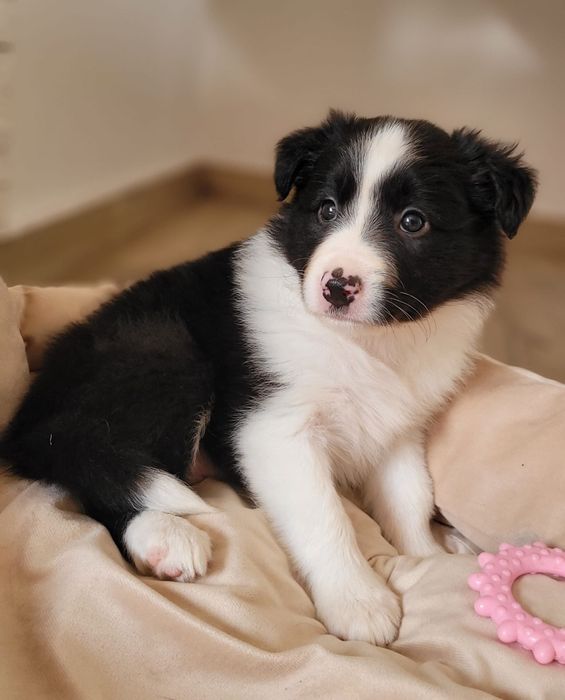 Border Collie piesek