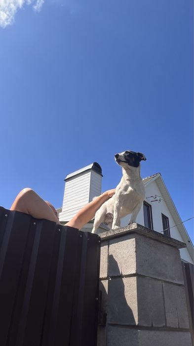 вʼязка джек рассел вязка расел хлопчик