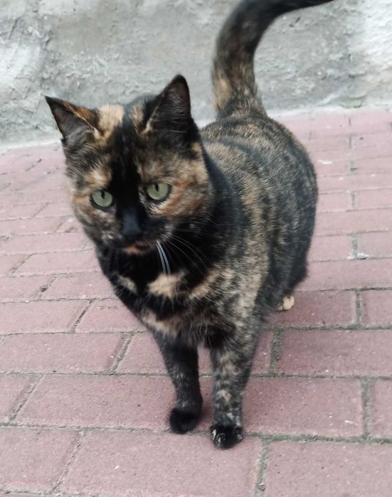 Молоді стерилізовані кішечки