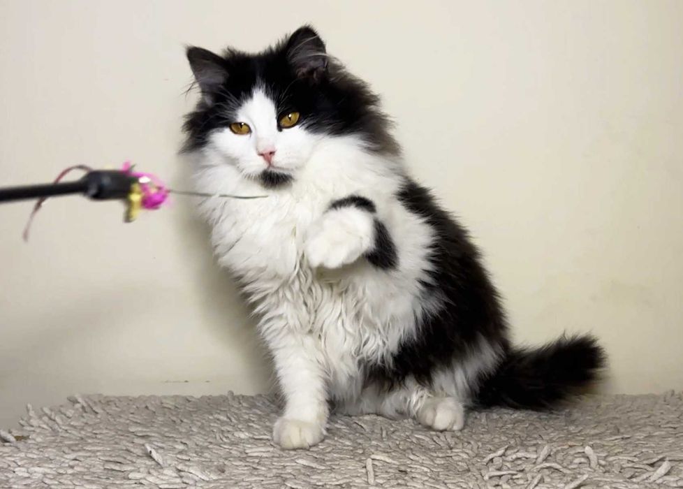 Пухнастий малюк Ларік шукає дім і люблячу людину! кошеня 4.5міс кіт