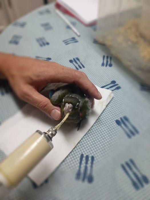 Pyhurras mansinhas super meigas e brincalhonas