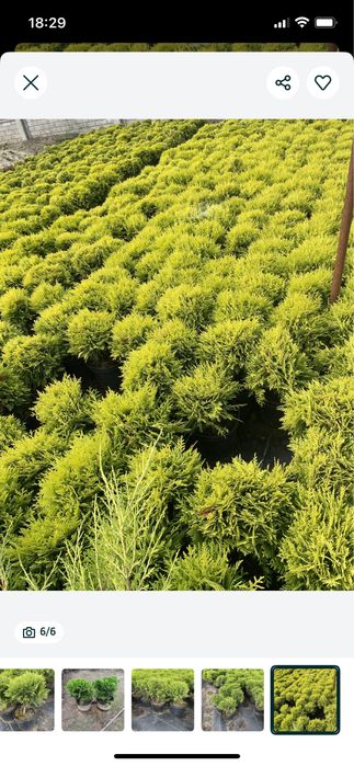 Sprzedam Th Danica  25-35 cm