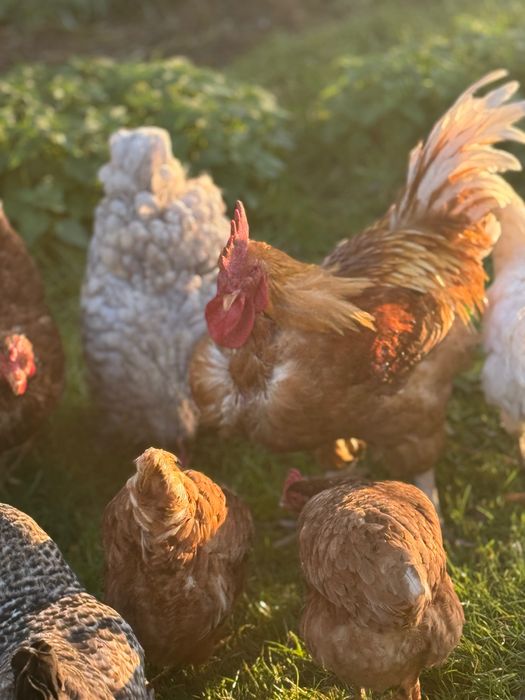 Jajka z wolnego wybiegu