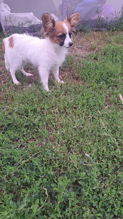Spaniel kontynentalny Papillon piesek