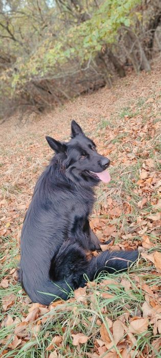Кобеь. Вязка, німецька вівчарка чорна довгошерста
