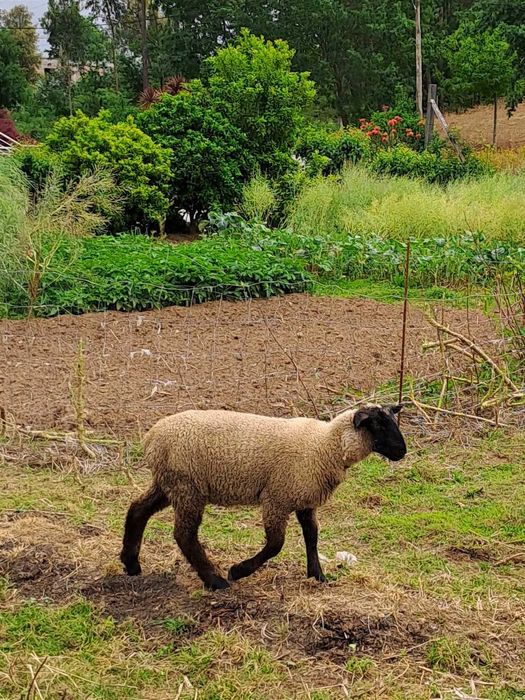 Suffolk fêmeas raça pura